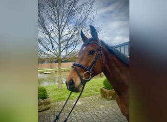 Niemiecki koń sportowy, Klacz, 5 lat, 166 cm, Gniada