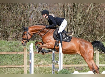 Niemiecki koń sportowy, Klacz, 5 lat, 166 cm, Gniada