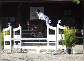 Niemiecki koń sportowy, Klacz, 5 lat, 166 cm, Kasztanowata