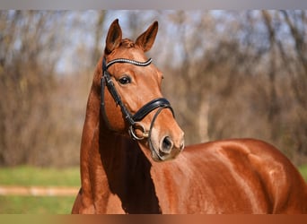Niemiecki koń sportowy, Klacz, 5 lat, 166 cm, Kasztanowata