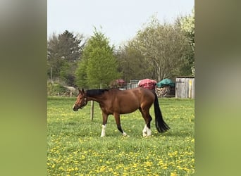 Niemiecki koń sportowy, Klacz, 5 lat, 167 cm, Gniada