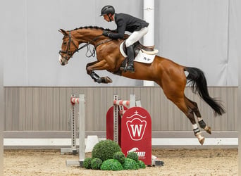 Niemiecki koń sportowy, Klacz, 5 lat, 167 cm, Gniada