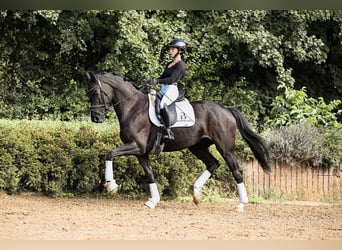 Niemiecki koń sportowy, Klacz, 5 lat, 167 cm, Kara