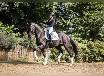 Niemiecki koń sportowy, Klacz, 5 lat, 167 cm, Kara
