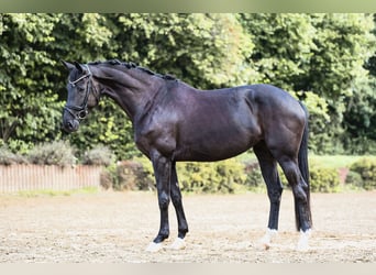 Niemiecki koń sportowy, Klacz, 5 lat, 167 cm, Kara