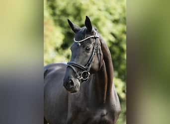 Niemiecki koń sportowy, Klacz, 5 lat, 167 cm, Kara