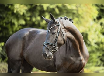 Niemiecki koń sportowy, Klacz, 5 lat, 167 cm, Kara