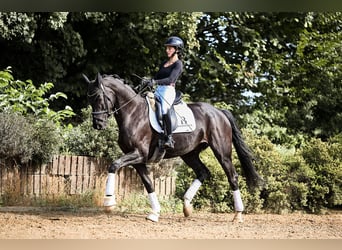Niemiecki koń sportowy, Klacz, 5 lat, 167 cm, Kara