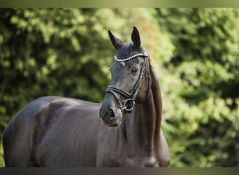 Niemiecki koń sportowy, Klacz, 5 lat, 167 cm, Kara
