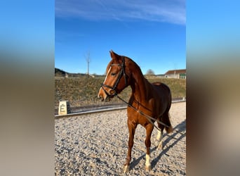Niemiecki koń sportowy, Klacz, 5 lat, 167 cm, Kasztanowata