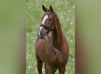 Niemiecki koń sportowy, Klacz, 5 lat, 167 cm, Kasztanowata