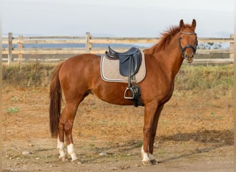 Niemiecki koń sportowy, Klacz, 5 lat, 167 cm, Kasztanowata