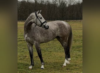 Niemiecki koń sportowy, Klacz, 5 lat, 167 cm, Siwa jabłkowita