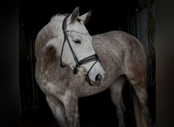 Niemiecki koń sportowy, Klacz, 5 lat, 167 cm, Siwa jabłkowita