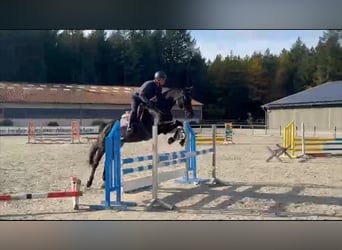 Niemiecki koń sportowy, Klacz, 5 lat, 168 cm, Ciemnogniada