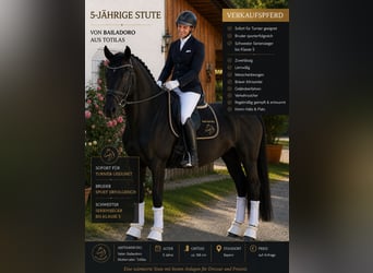 Niemiecki koń sportowy, Klacz, 5 lat, 168 cm, Ciemnogniada