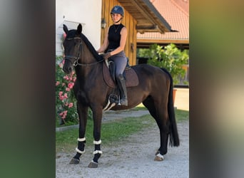 Niemiecki koń sportowy, Klacz, 5 lat, 168 cm, Ciemnogniada