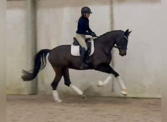 Niemiecki koń sportowy, Klacz, 5 lat, 168 cm, Ciemnogniada