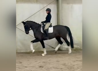 Niemiecki koń sportowy, Klacz, 5 lat, 168 cm, Ciemnogniada