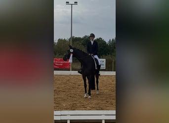 Niemiecki koń sportowy, Klacz, 5 lat, 168 cm, Ciemnogniada