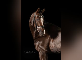 Niemiecki koń sportowy, Klacz, 5 lat, 168 cm, Ciemnokasztanowata