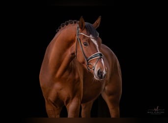 Niemiecki koń sportowy, Klacz, 5 lat, 168 cm, Gniada