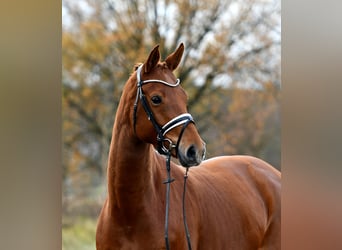 Niemiecki koń sportowy, Klacz, 5 lat, 168 cm, Kasztanowata