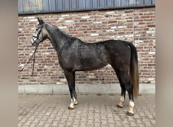 Niemiecki koń sportowy, Klacz, 5 lat, 168 cm, Siwa jabłkowita