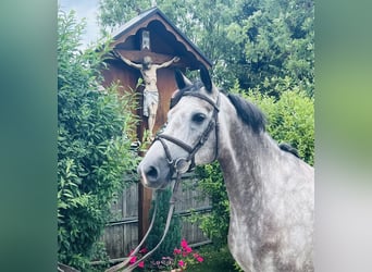 Niemiecki koń sportowy, Klacz, 5 lat, 168 cm, Siwa jabłkowita