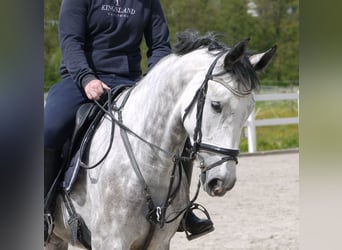 Niemiecki koń sportowy, Klacz, 5 lat, 168 cm, Siwa