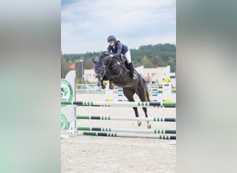 Niemiecki koń sportowy, Klacz, 5 lat, 168 cm, Siwa