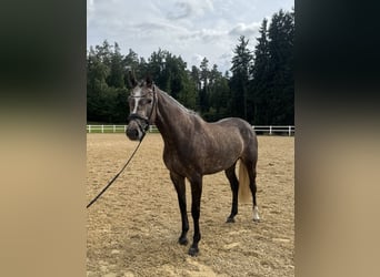 Niemiecki koń sportowy, Klacz, 5 lat, 168 cm, Siwa