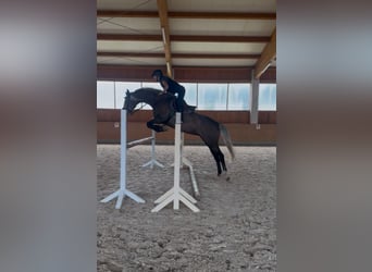 Niemiecki koń sportowy, Klacz, 5 lat, 168 cm, Siwa