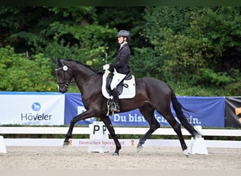 Niemiecki koń sportowy, Klacz, 5 lat, 168 cm, Skarogniada