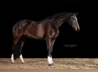 Niemiecki koń sportowy, Klacz, 5 lat, 169 cm, Ciemnogniada