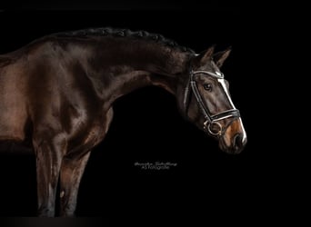 Niemiecki koń sportowy, Klacz, 5 lat, 169 cm, Ciemnogniada