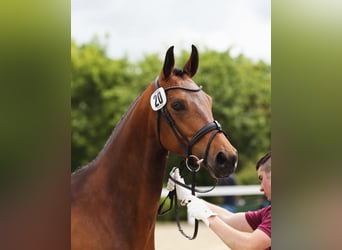 Niemiecki koń sportowy, Klacz, 5 lat, 169 cm, Gniada