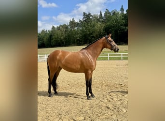 Niemiecki koń sportowy, Klacz, 5 lat, 169 cm, Gniada