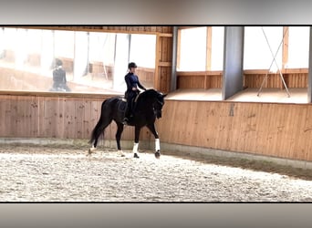 Niemiecki koń sportowy, Klacz, 5 lat, 169 cm, Kara