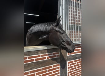 Niemiecki koń sportowy, Klacz, 5 lat, 169 cm, Kara