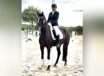 Niemiecki koń sportowy, Klacz, 5 lat, 170 cm, Gniada