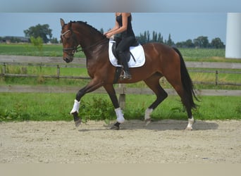 Niemiecki koń sportowy, Klacz, 5 lat, 170 cm, Gniada