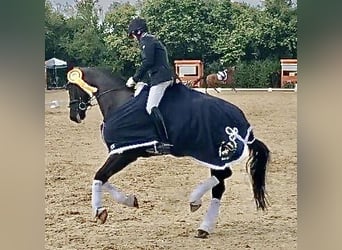 Niemiecki koń sportowy, Klacz, 5 lat, 170 cm, Kara