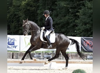 Niemiecki koń sportowy, Klacz, 5 lat, 170 cm, Kara