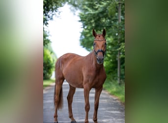 Niemiecki koń sportowy, Klacz, 5 lat, 170 cm, Kasztanowata