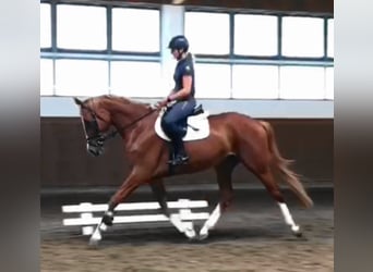 Niemiecki koń sportowy, Klacz, 5 lat, 170 cm, Kasztanowata