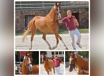 Niemiecki koń sportowy, Klacz, 5 lat, 170 cm, Kasztanowata