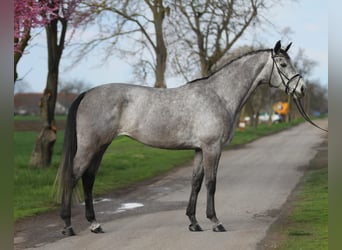 Niemiecki koń sportowy, Klacz, 5 lat, 170 cm, Siwa