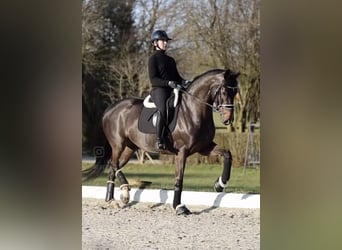 Niemiecki koń sportowy, Klacz, 5 lat, 170 cm, Skarogniada