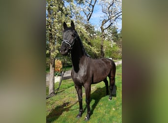 Niemiecki koń sportowy, Klacz, 5 lat, 170 cm, Skarogniada